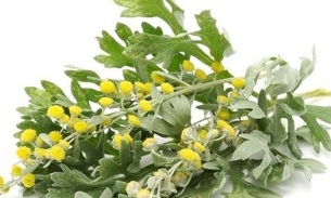 herbs to treat prostatitis