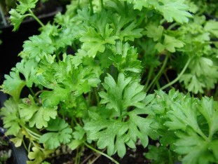 parsley for potency